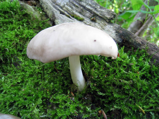 Pluteus da determinare (cfr. Pluteus cervinus fo. alba)